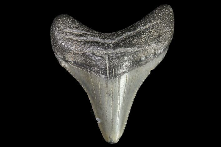 Juvenile Megalodon Tooth - Georgia #75310